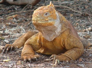 Land iguanas liked to rest in the shade of thorn bushes