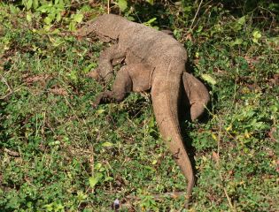 Land Monitor lizard in the brush