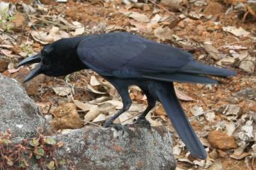 A large-billed crow, cawing