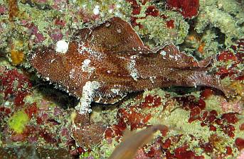 A Leaf Scorpionfish hides in rust-colored coral on a wreck.