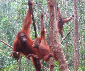 Orangutans at Camp Leaky, Kalimantan