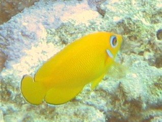 LemonPeel AngelFish
