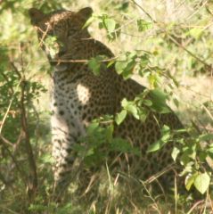 Leopard hiding behind brush