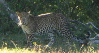 A beautiful Sri Lankan leopard, in Yala National Park