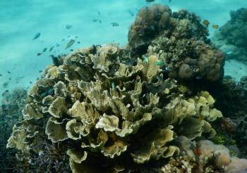 Small bommies of coral highlighted Gilibodo