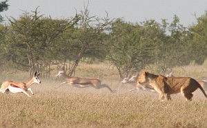 Springbok woes. Oops. Wrong way!