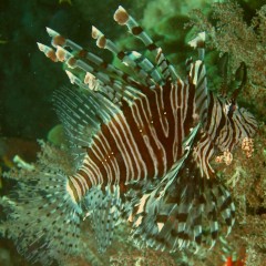 The beautiful Common Lionfish. Photo by Amanda Hacking 