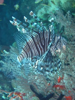 We've seen lots of lionfish in Indonesia