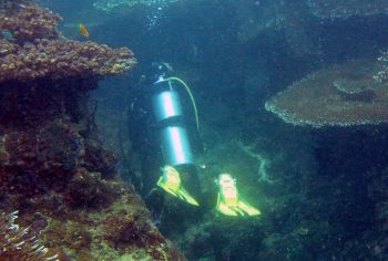 Leeza enters a plate coral canyon, Triton Bay