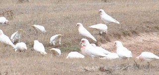 A flock of Long-billed Corellas feed on farmland, Victoria