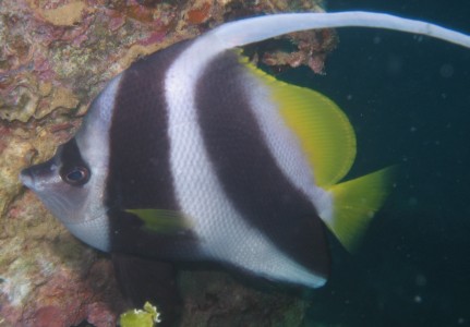 Longfin Bannerfish