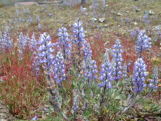 Andean Lupine