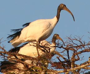 Madagascar Sacred Ibis in trees, Moramba Bay