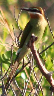 Madagascar Bee Eater