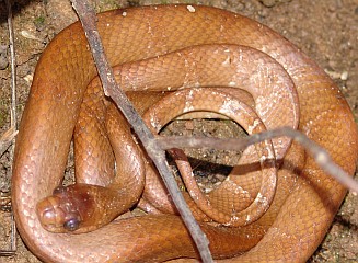 Possibly a boa, Madagascar