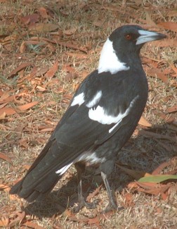 The distinctive Australian Magpie