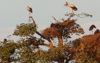 Magauri storks roosting