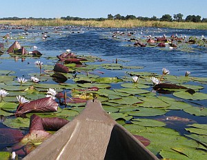 Water lilies adorn the Okavango Delta