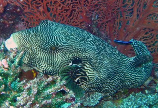A Map Puffer sits sedately at a cleaning station