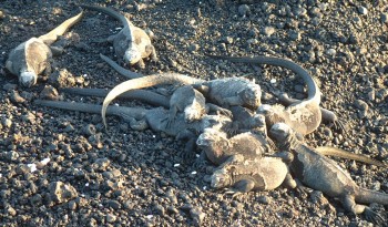 Random pile of marine iguanas on a small island next to Isabela