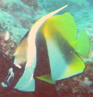 Masked Banner Fish