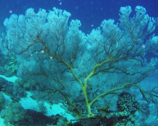 The Japanese Garden was full of sea fans