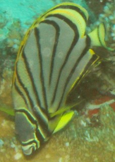 The elegant Meyer's Butterflyfish