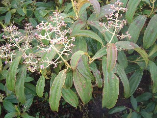 This cacaotillo shrub dominates the hillsides of San Cristobal Island in the miconia zone.