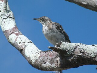 The Galapagos Mockingbird is commonly seen in the arid lowlands