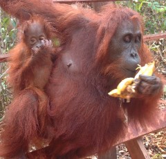 A mom and baby orangutan at Camp Leaky