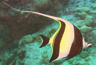 Click on the picture to see a larger version Moorish Idol