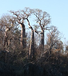 Forests of baobabs