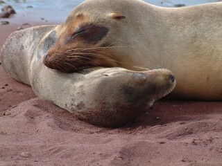 A tender moment between mother sea lion and pup.