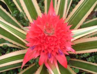 Pineapple relative, Botanical Garden, Martinique