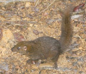 Mountain Treeshrew, on Mt. Kinabalu