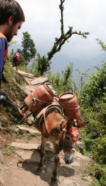 Everest highway mule train