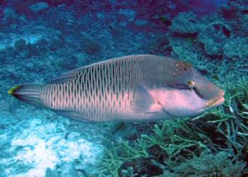 Napolean, or Maori Wrasse, Raja Ampat