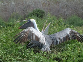 Pelicans displaying during mating season