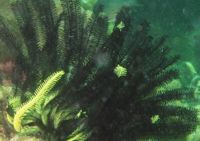 Beautiful crinoid, or feather star