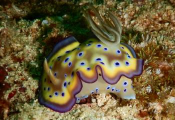 A stunning snudibranchl that we haven't ID'd. By Rainer