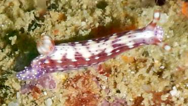 The spotted hypselodoris is an elegant nudibranch