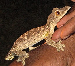 A small gecko that lost its tail