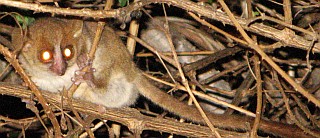 Northern Brown Mouse Lemur