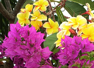 Bougainvillea and Frangipani, Madagascar