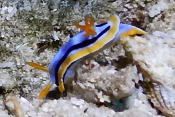 A chromodoris species of nudibranch, Bali