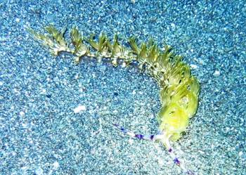 Variation of the "Blue Dragon" nudibranch