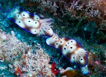 A pair of chromodoris nudibranchs, unsure ID. Maybe Coi