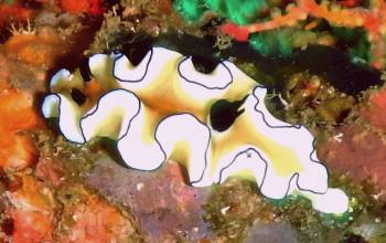 The Dark Fringed Glossodoris is bright on the reef.
