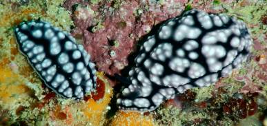 A pair of Pimpled Phyllidiella communing on the reef