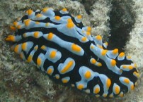 Nudibranch at Lizard Island, Australia